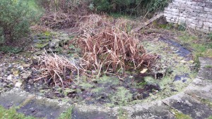 Pond restoration - before we started